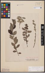 Foto von Salix aurita L. x Salix repens L.